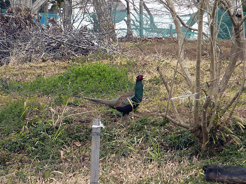 a0238278_10451170.gif