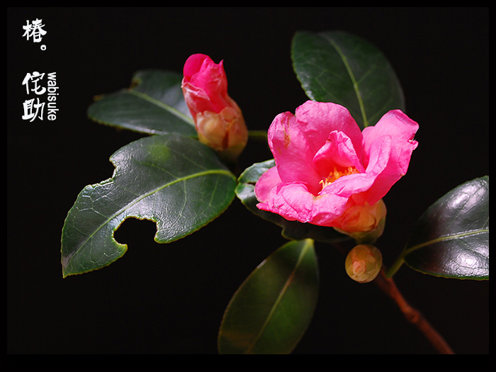 花たち 椿 侘助 ワビスケ デジカメ散歩写真