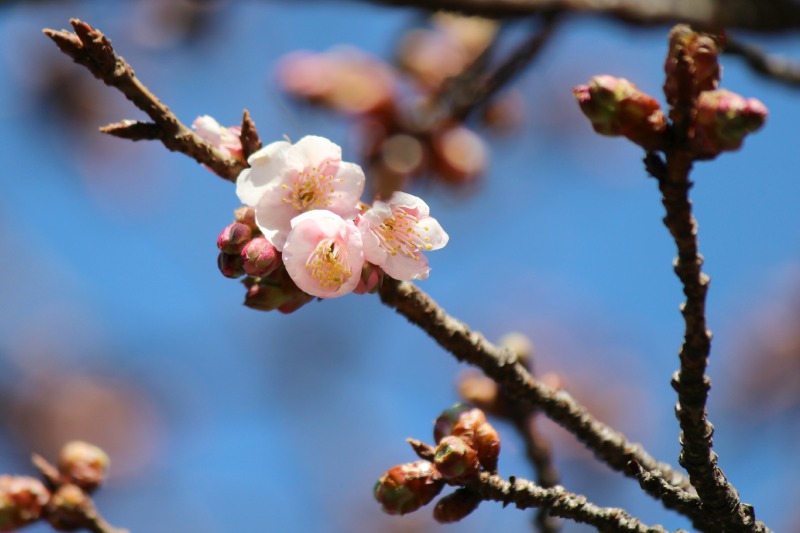 カンザクラ開花♪_a0127090_1751324.jpg