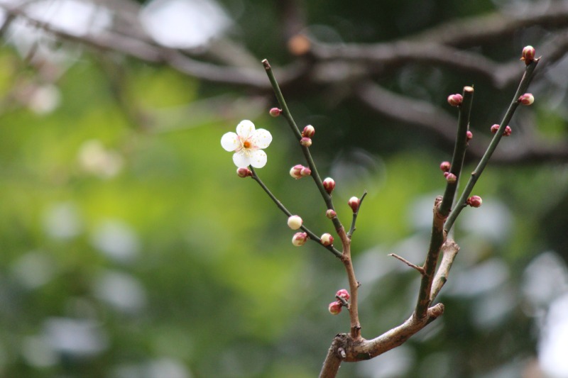 カンザクラ開花♪_a0127090_1772381.jpg