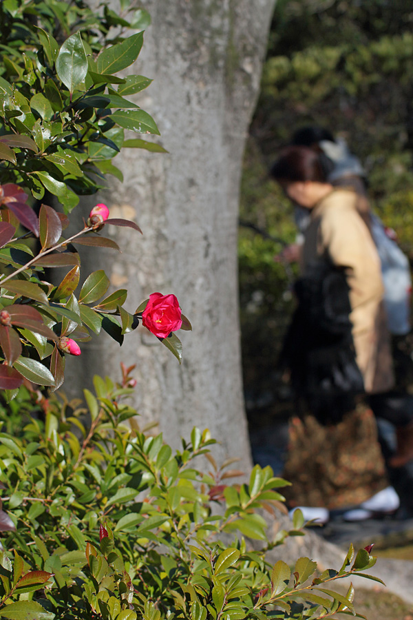 2014.01.13：撮影日和の白鳥庭園で水仙三昧６－完_c0007190_1820249.jpg