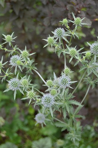 2013年　6月の庭…花編_c0124100_23551727.jpg