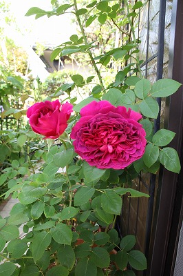 a0123003_9332756.jpg