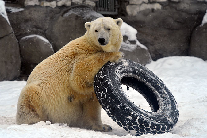 モスクワ動物園のムルマお母さんと息子の豪太との関係 ~ ミルクの運動神経は豪太の父のウムカ譲りか?_a0151913_1181451.jpg