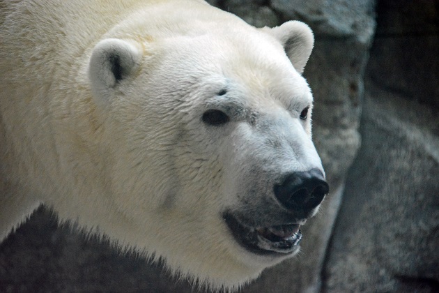 男鹿水族館での今後のホッキョクグマの繁殖を考える ~ “ What if...? ”_a0151913_2351509.jpg