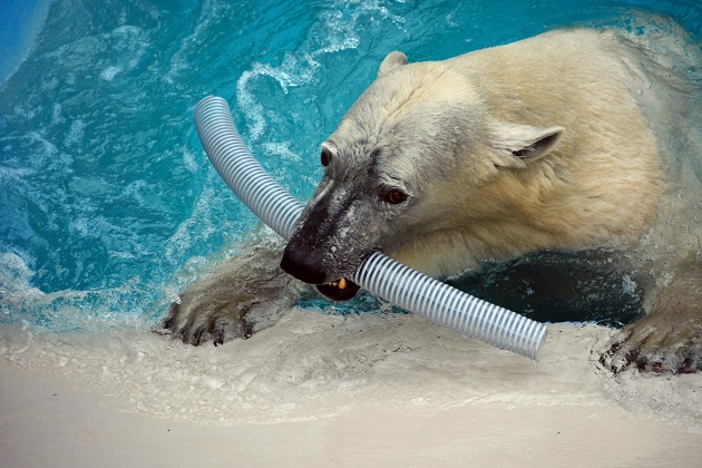 男鹿水族館での今後のホッキョクグマの繁殖を考える ~ “ What if...? ”_a0151913_23563521.jpg