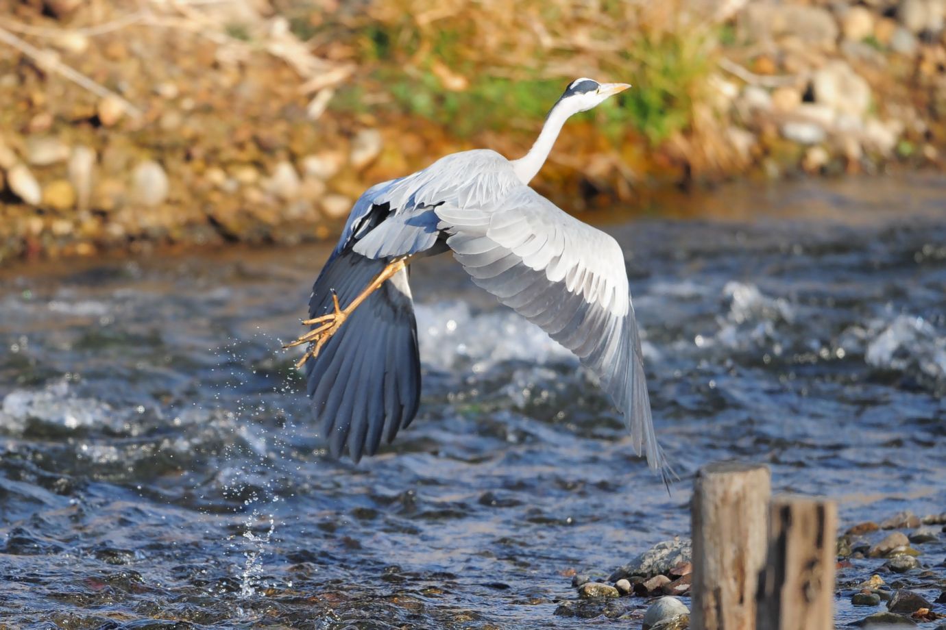 都下の他の野鳥達_f0133213_18544119.jpg