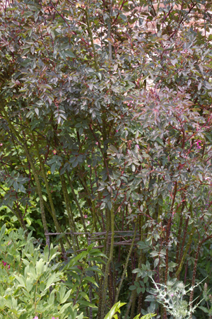 e0194723_1544345.jpg