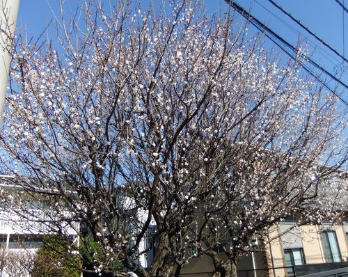 温暖気候で、梅の花が咲きました。_b0137932_22111911.jpg