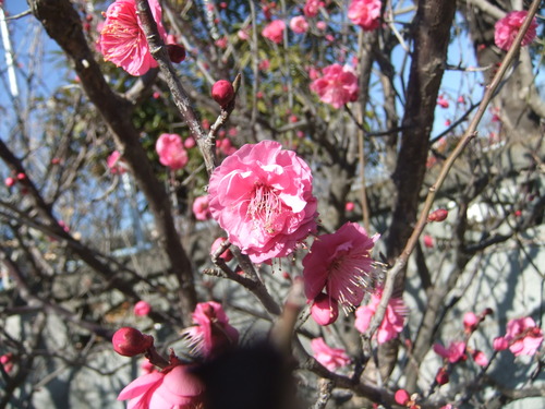 温暖気候で、梅の花が咲きました。_b0137932_22122334.jpg