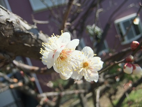 温暖気候で、梅の花が咲きました。_b0137932_22134441.jpg