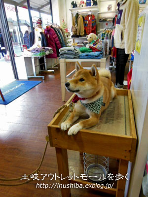 柴犬とプレミアムアウトレットを歩く 岐阜県 土岐 Yamatoのひとりごと