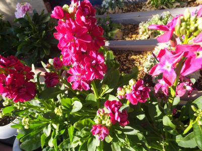 本日の花 ストック 押花サロン希琳トピックスonline