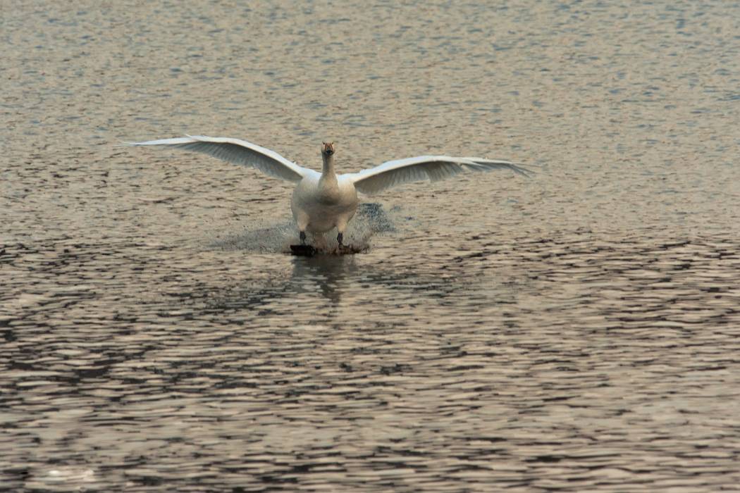 白鳥 ⑦_b0223668_81628.jpg