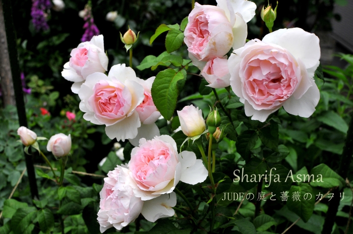 シャリファ アスマ 未公開写真とその後 ｊｕｄｅの庭と薔薇のカヲリ