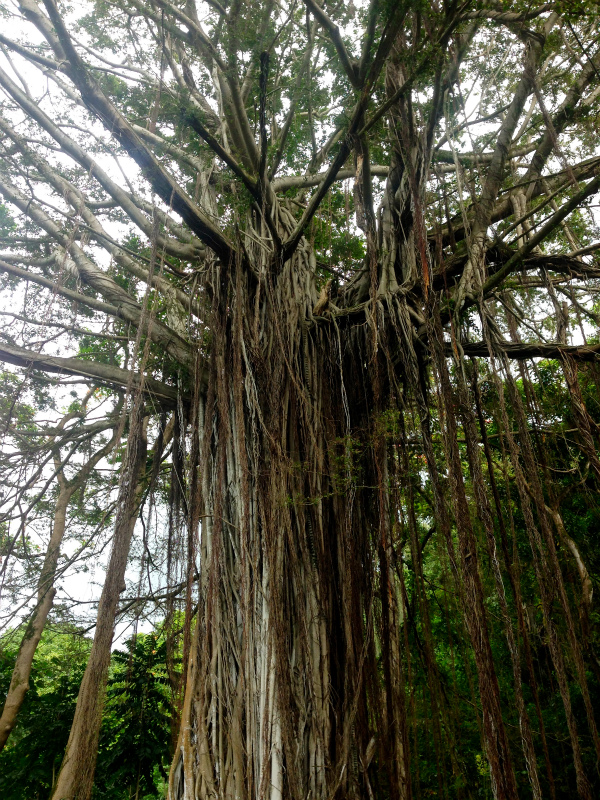 2014/01/18-19 Mountain Running Trip in Oahu of Hawaii Day.2-3 HURT2014-Makiki Trail_b0220886_2328392.jpg