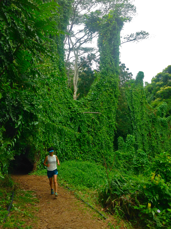 2014/01/18-19 Mountain Running Trip in Oahu of Hawaii Day.2-3 HURT2014-Makiki Trail_b0220886_23293088.jpg