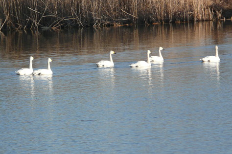 ２０１４年１月30日　乙戸沼公園の飛来白鳥　　その1_d0249595_1975521.jpg