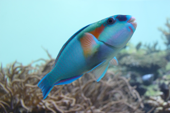 美しい魚たち 幻夢写絵 美しい魚たち 幻夢写絵
