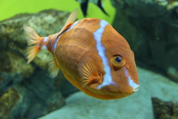 美しい魚たち 幻夢写絵 美しい魚たち 幻夢写絵