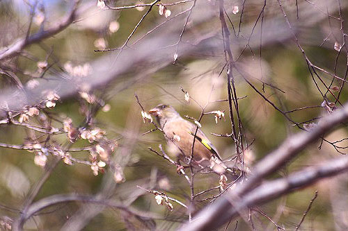 スノードロップと、散歩道で野鳥_e0255509_2048662.jpg