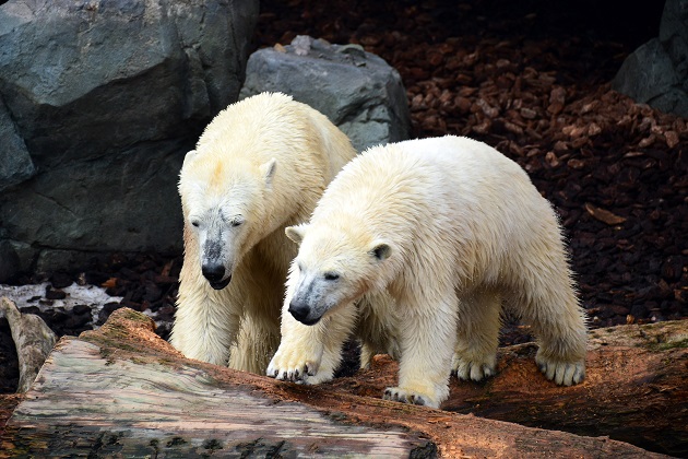 男鹿水族館での今後のホッキョクグマの繁殖を考える ~ “ What if...? ”_a0151913_0122791.jpg