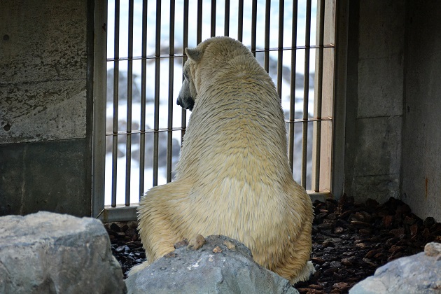 男鹿水族館での今後のホッキョクグマの繁殖を考える ~ “ What if...? ”_a0151913_0152841.jpg