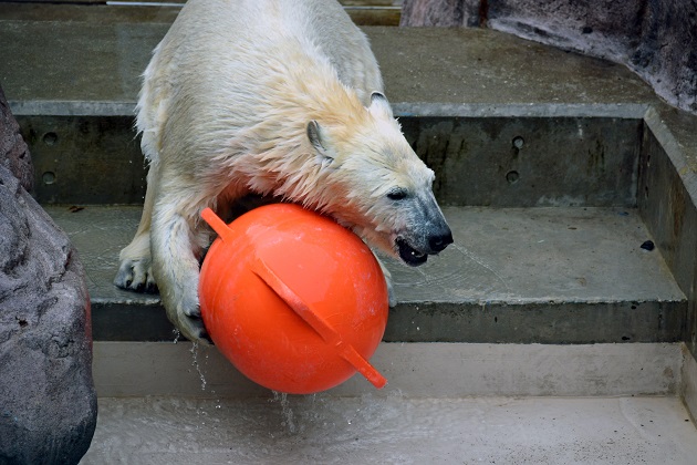 男鹿水族館での今後のホッキョクグマの繁殖を考える ~ “ What if...? ”_a0151913_0234379.jpg
