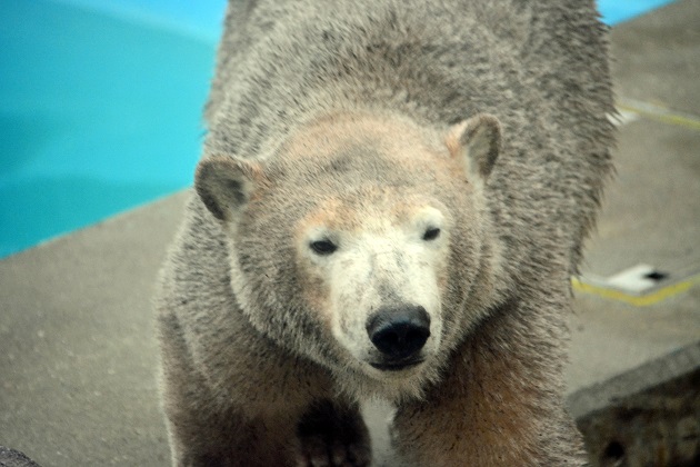男鹿水族館での今後のホッキョクグマの繁殖を考える ~ “ What if...? ”_a0151913_055287.jpg