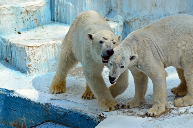 大阪・天王寺動物園のバフィン、展示再開へ_a0151913_1230456.jpg