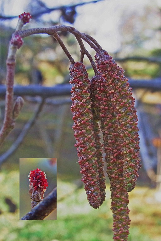 ハンノキの花 樹木見て歩き