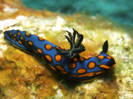 クジラの・・・_a0189838_0255687.jpg