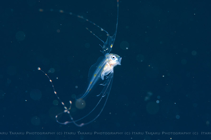 水玉の海にアカマンボウ目!!_b0186442_19544717.jpg