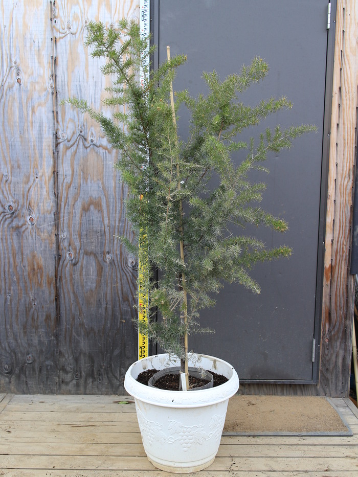 グレビレア ジュニペリーナ 'Juniperina' 販売 画像 写真 価格 値段 庭木 安行 植木 お問い合わせ商品 田中園 SHOP