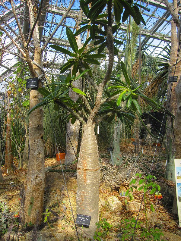 温室の花達（京都植物園温室）２０１４_e0237645_225124100.jpg