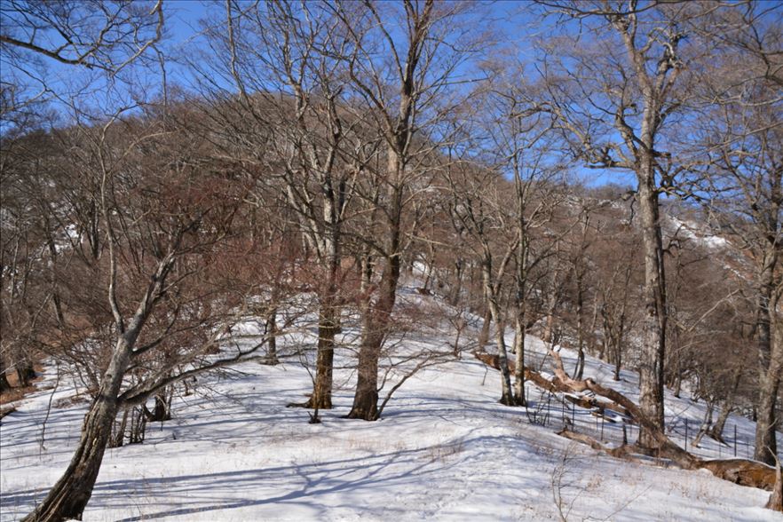 塩水橋から天王寺尾根から丹沢山_a0307264_21345873.jpg