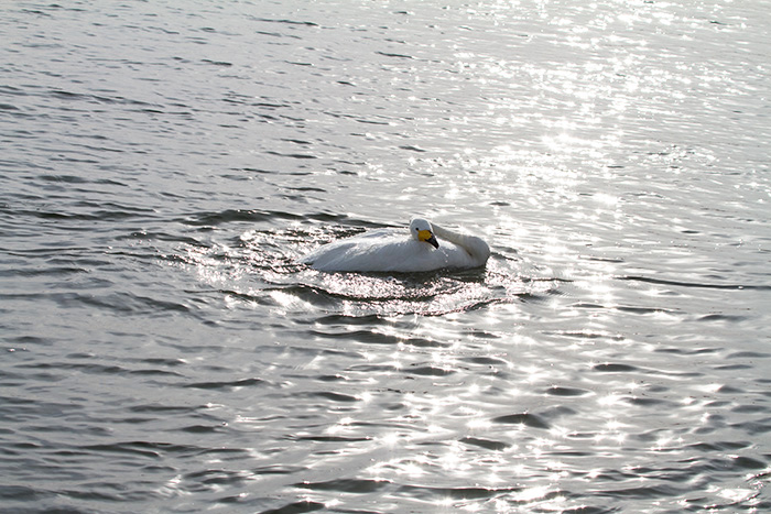 白鳥さんの綺麗のヒミツは あ した天気になぁ れ