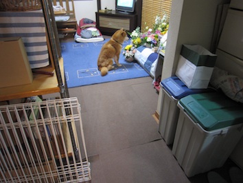 早朝のテツ アトリエkotori のほほん柴犬日和 早朝のテツ アトリエkotori のほほん柴犬日和