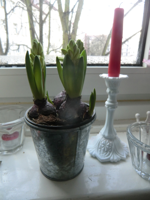 ヒヤシンスの鉢植え ドイツより 素敵なものに囲まれて