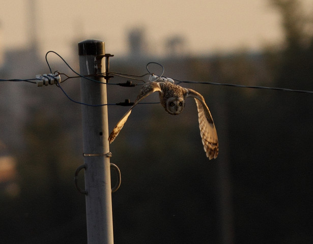 続コミミズク　　Short-eared　Owl_b0227680_214718.jpg