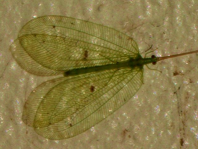 d0088184_2137167.jpg