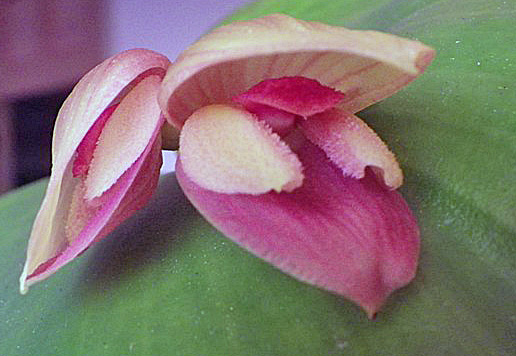 d0007501_2042076.jpg