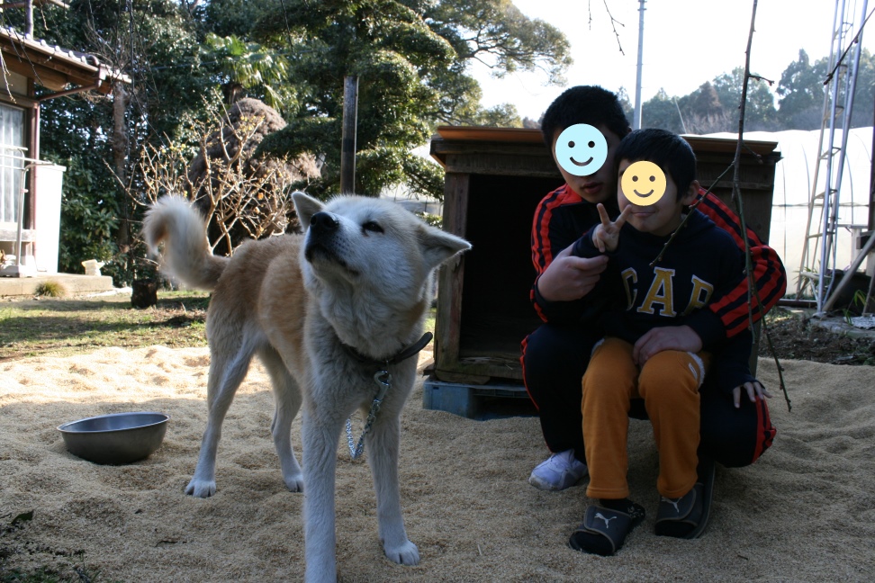 多頭現場で暮らす犬たち -①_f0242002_22044246.jpg