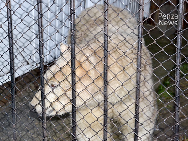 ロシア・ヴォルガ河流域、ペンザ動物園のベルィがソチ冬季五輪のプロモーション映像に登場_a0151913_0203168.jpg
