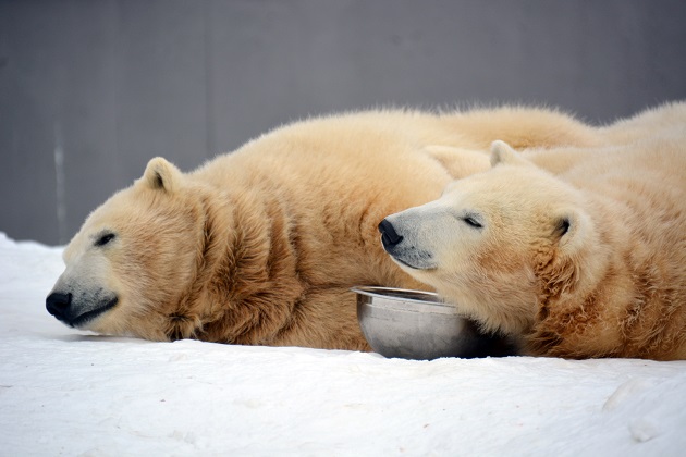 札幌・円山動物園のマルルが熊本、ポロロが徳島の動物園に移動が決定 ~ ララの2年サイクル繁殖が継続へ_a0151913_21143114.jpg