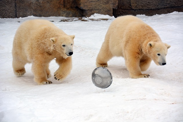 札幌・円山動物園のマルルが熊本、ポロロが徳島の動物園に移動が決定 ~ ララの2年サイクル繁殖が継続へ_a0151913_21454890.jpg