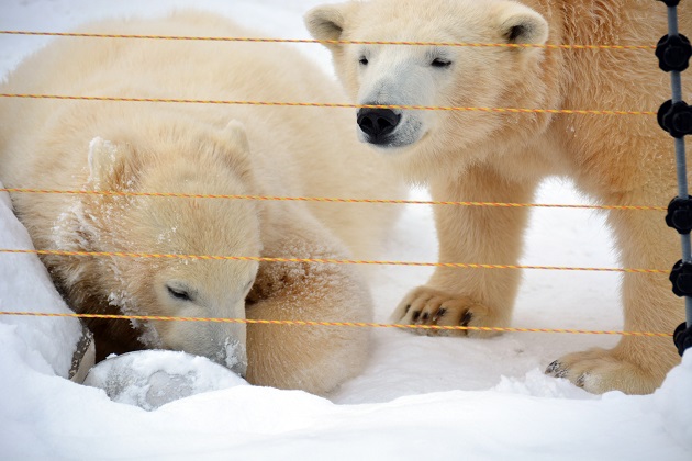 札幌・円山動物園のマルルが熊本、ポロロが徳島の動物園に移動が決定 ~ ララの2年サイクル繁殖が継続へ_a0151913_215392.jpg
