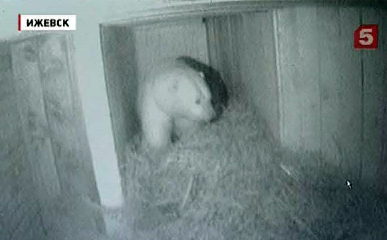 ロシア連邦 ・ ウドムルト共和国 イジェフスク動物園で誕生の赤ちゃんは順調に成育中_a0151913_2238562.jpg