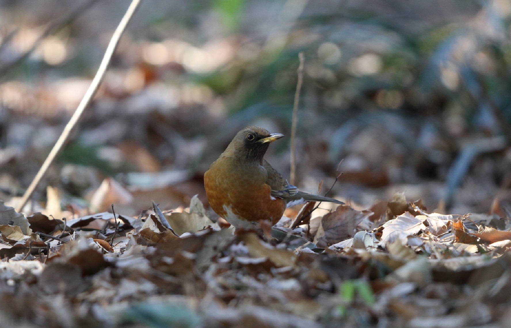 ｍｆでアカハラを撮る 私の鳥撮り散歩