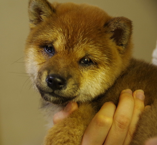 1/28センターレポート　パート1　柴子犬　動画編_f0078320_1355537.jpg